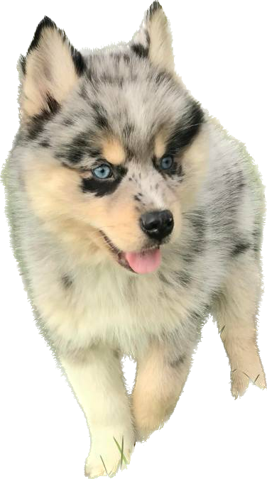 Pomsky 1ra Generación - Pomsky