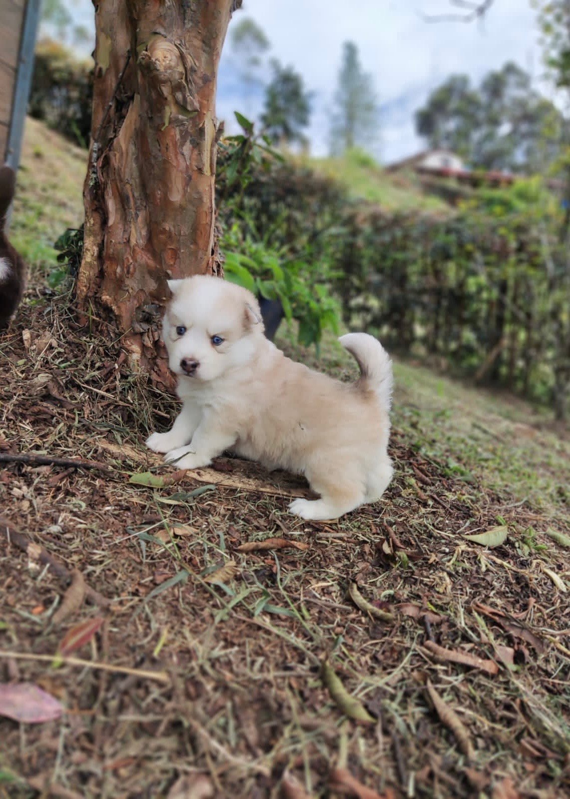 Pomsky