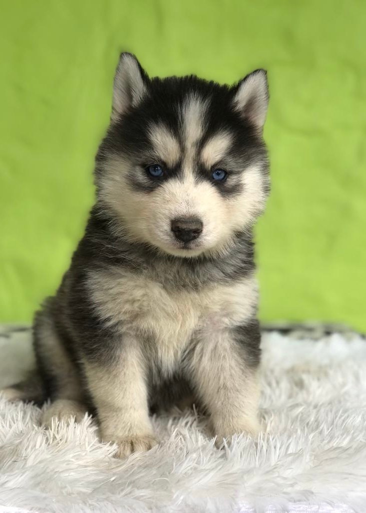 Pomsky