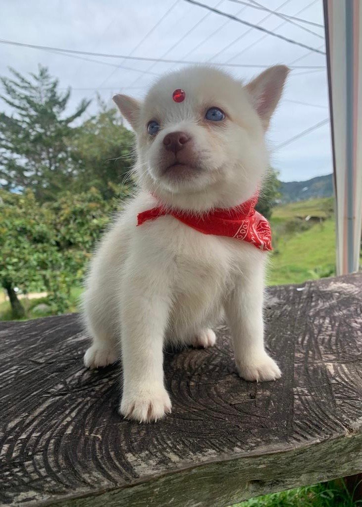 Pomsky