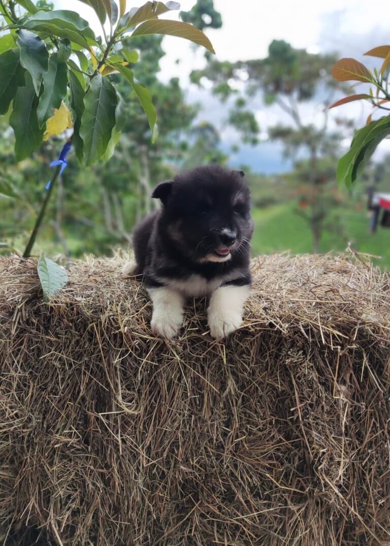 Pomsky