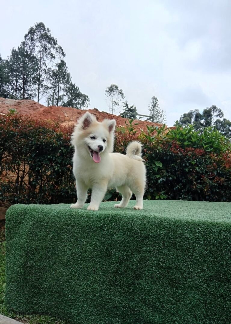Pomsky