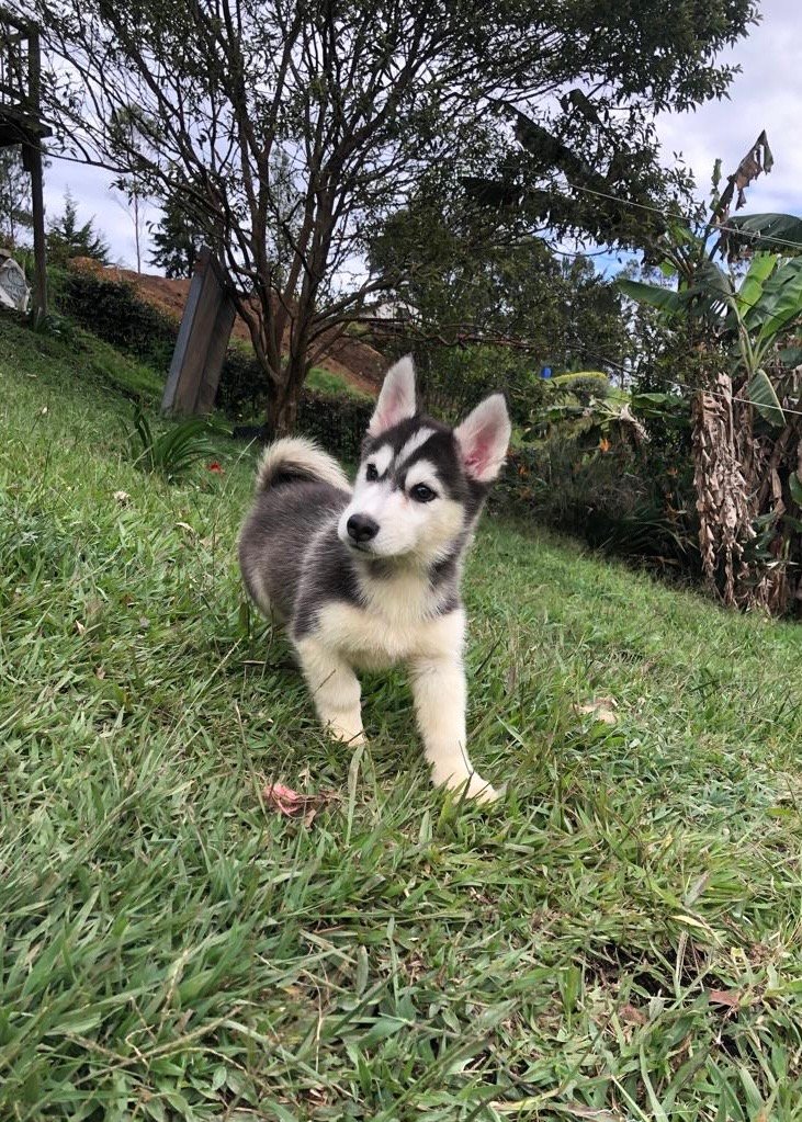 Pomsky