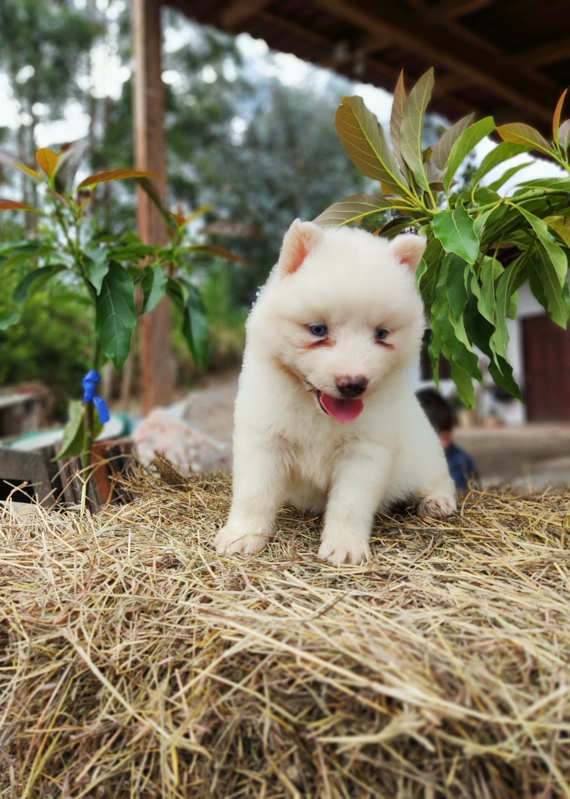 Pomsky