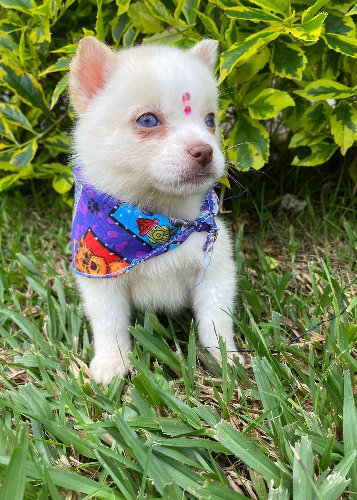 Pomsky