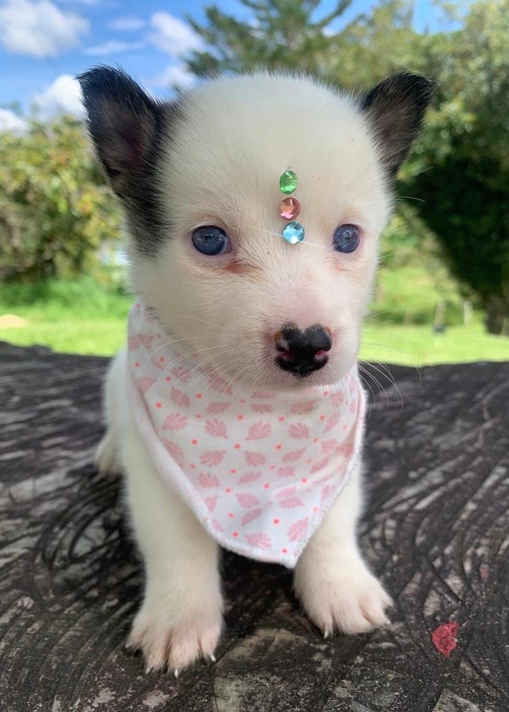 Pomsky