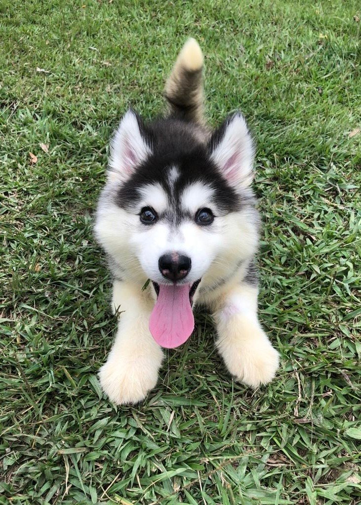 Pomsky