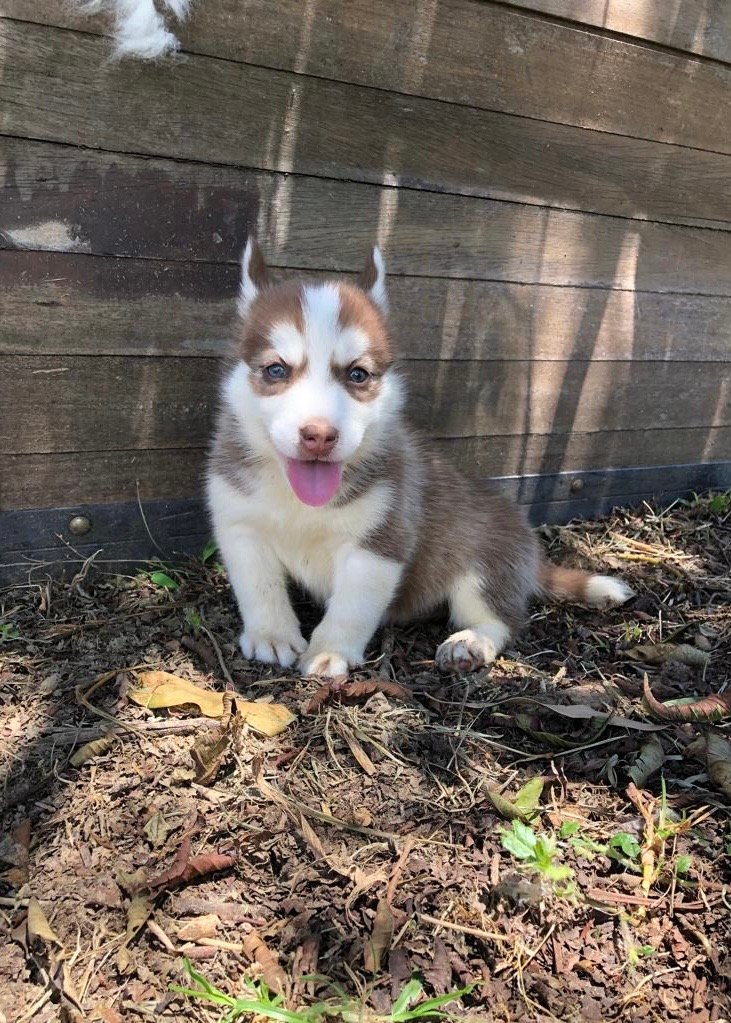 Pomsky