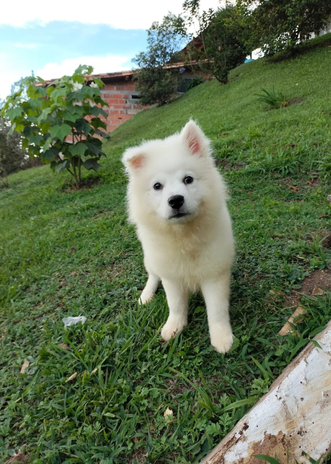 Pomsky