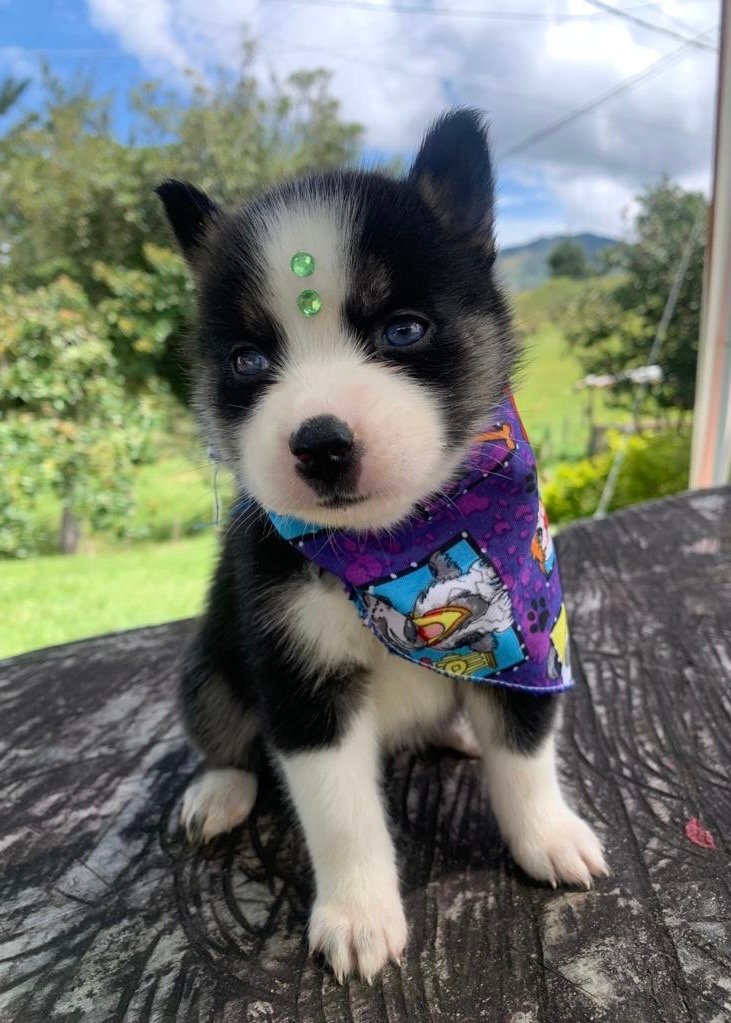 Pomsky